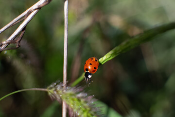 ladybug on grass