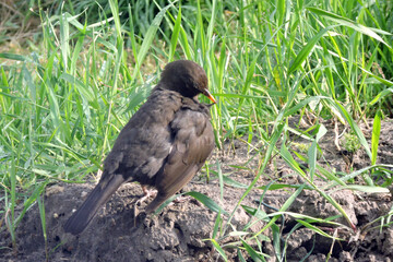 A female blackbird preening its feathers and sitting on the ground, sunny day