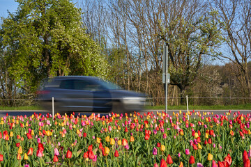 Field of tulips on the roadside to cut and pick yourself. Easter flowers on a sunny day. Gray car driving on the road.