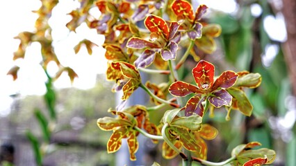 Beautiful flowers of Grammatophyllum martae,Marta's Gramamatophyllum, named after Mrs Martha Montilla Rivilla a Philippine orchid enthusiast.