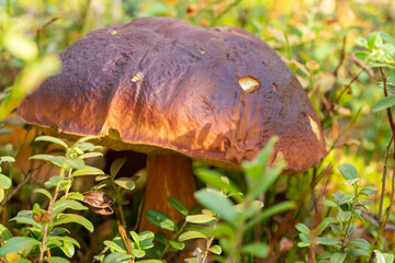 Mature boletus edulis mushroom with large brown cap among forest shrubs