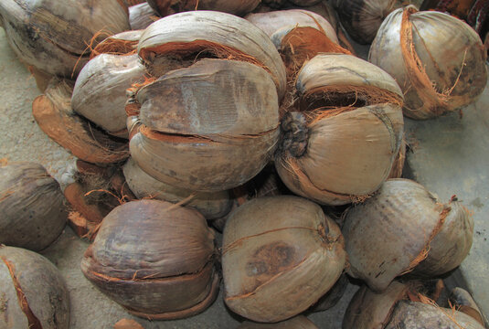 Coconut shell for nature fuel