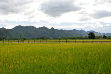 View of Rice Fields in Kanchanaburi. Travel and explore amazing Thailand. Beautiful Nature in Thailand.
