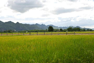 View of Rice Fields in Kanchanaburi. Travel and explore amazing Thailand. Beautiful Nature in Thailand.