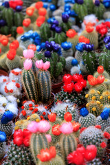 Colorful flowering cacti in pots. Selective focus