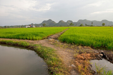 Fototapeta na wymiar View of Rice Fields in Kanchanaburi. Travel and explore amazing Thailand. Beautiful Nature in Thailand.