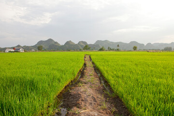 View of Rice Fields in Kanchanaburi. Travel and explore amazing Thailand. Beautiful Nature in Thailand.