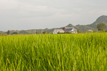 View of Rice Fields in Kanchanaburi. Travel and explore amazing Thailand. Beautiful Nature in Thailand.