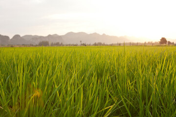 View of Rice Fields in Kanchanaburi. Travel and explore amazing Thailand. Beautiful Nature in Thailand.