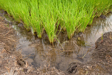 View of Rice Fields in Kanchanaburi. Travel and explore amazing Thailand. Beautiful Nature in Thailand.