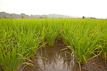 View of Rice Fields in Kanchanaburi. Travel and explore amazing Thailand. Beautiful Nature in Thailand.