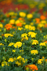 日当たりと水はけを好むマリーゴールド