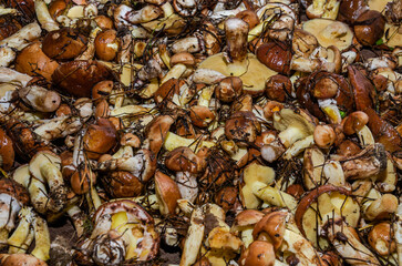 Freshly harvested forest mushrooms Suillus family Boletaceae	
