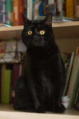 A black cat of the Scottish straight-eared breed sits on a bookshelf.