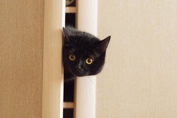 A black cat of the Scottish straight breed climbed into the closet and looks out from behind the...