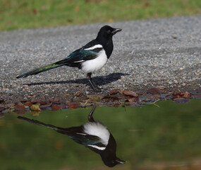 Magpie