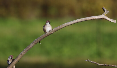 Eurasian tree sparrow
