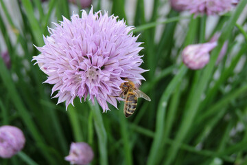 A close-up of a bee sitting on a pale purple chives flower, blurred buds and green leaves in the background