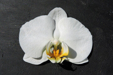 A close-up of a white orchid flower with a yellow and orange centre, the background painted with black paint