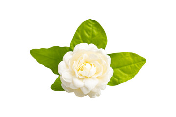 Fresh jasmine flower with leaf isolated on white background wiht clipping path