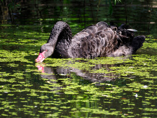 Fototapeta premium Black swan (Cygnus atratus) on water among duckweed