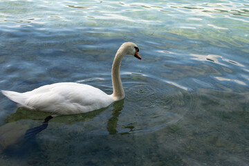 Swan in beautiful river Limmat in Zurich.