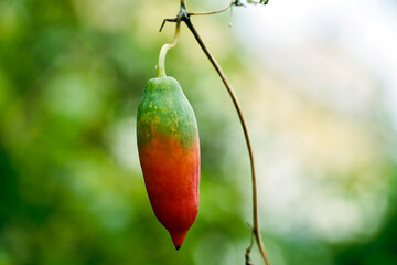 Ivy gourd fruit hanging in a tree branch at garden.