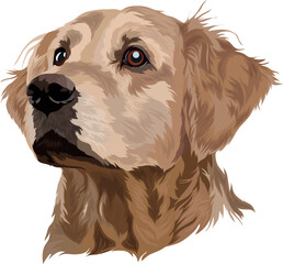 Dog breed, Golden Labrador Retriever, isolated on white, vector illustration