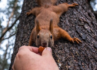 a man feeds a squirrel on a tree with nuts,