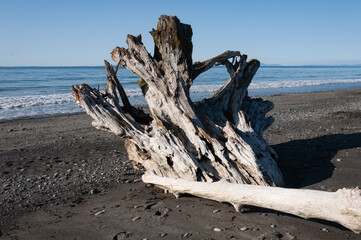 Fototapeta premium Dragon skull-like dried stump at Dungeness Spit, Olympic Peninsula, USA