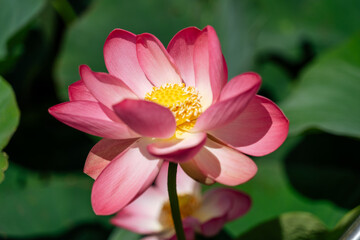 Fototapeta premium A pink lotus flower sways in the wind, Nelumbo nucifera. Against the background of their green leaves. Lotus field on the lake in natural environment.