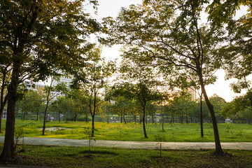 Obraz premium Beautiful green tree with green grass field in public park in morning.