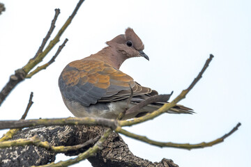 Laughing Dove in Western Australia
