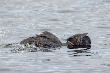 Fototapeta premium Musk Duck in Western Australia