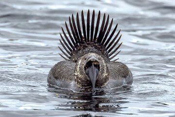 Musk Duck in Western Australia