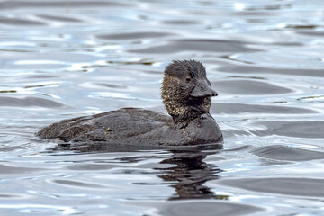 Musk Duck in Western Australia