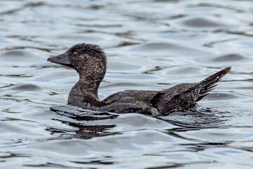 Musk Duck in Western Australia