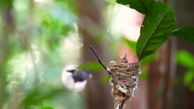 Black-naped Monarch nesting on branches feed the new born baby bird  on small tree.