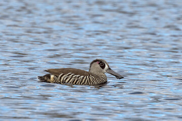 Pink-eared Duck in Western Australia