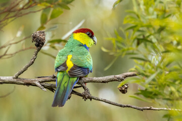 Red-capped Parrot in Western Australia