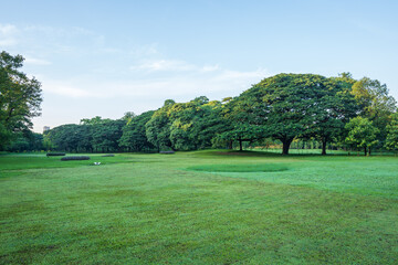 Beautiful big tree with green grass field and blue sky in public park in morning.