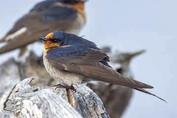 Welcome Swallow in Western Australia