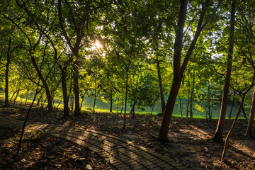 Beautiful green forest with morning light in the park.