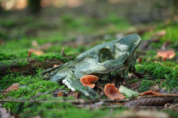 Mossy skull of a wild pig on natural forest ground.