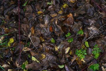 Leaves of deciduous trees