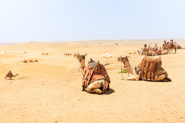 Fototapeta premium Camels ready to carry tourist in the desert