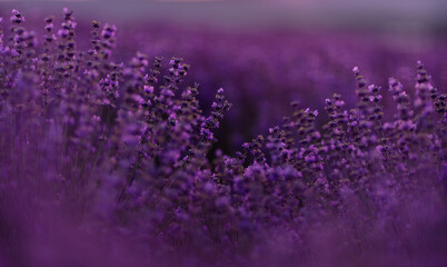 Blooming lavender in a field at sunset in Provence. Fantastic summer mood, floral sunset landscape of meadow lavender flowers. Peaceful bright and relaxing nature scenery.