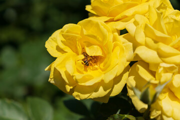 黄色いバラの蜜を吸う蜜蜂