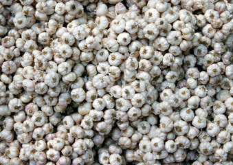 garlics in Thailand Market