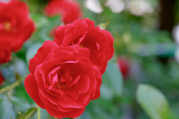 満開のトラディション95